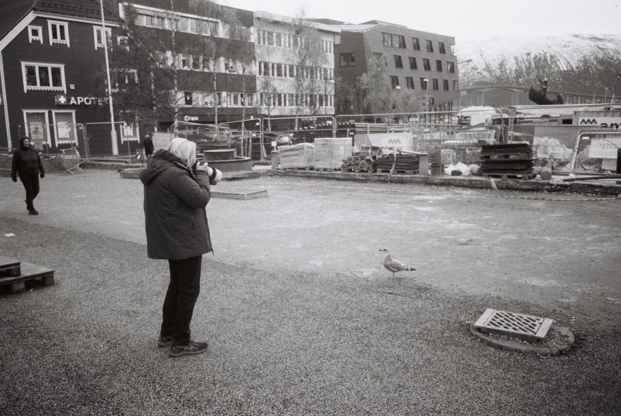 seagull